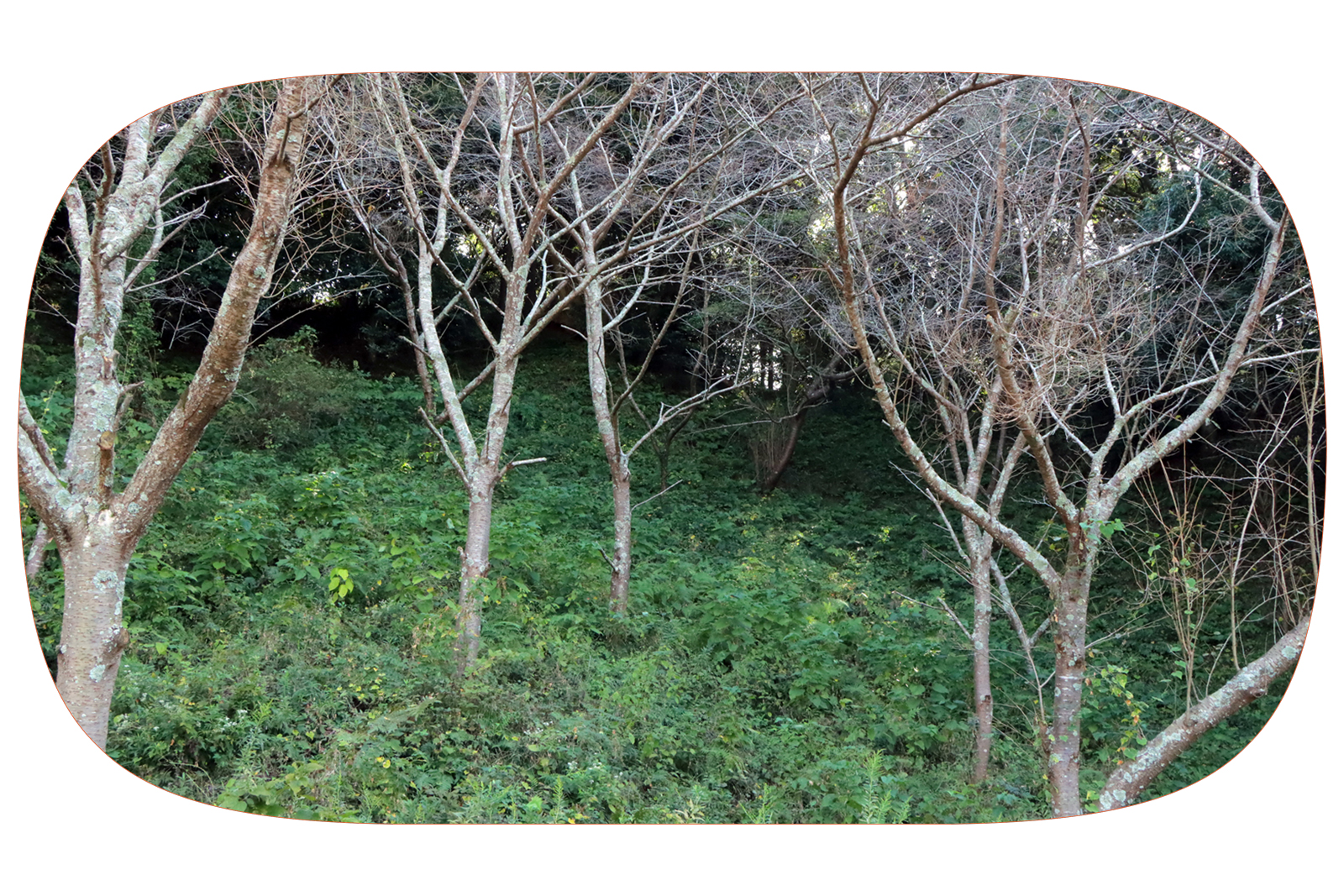 慶應義塾大学飯盛研究室スローシティプロジェクトの活動の様子