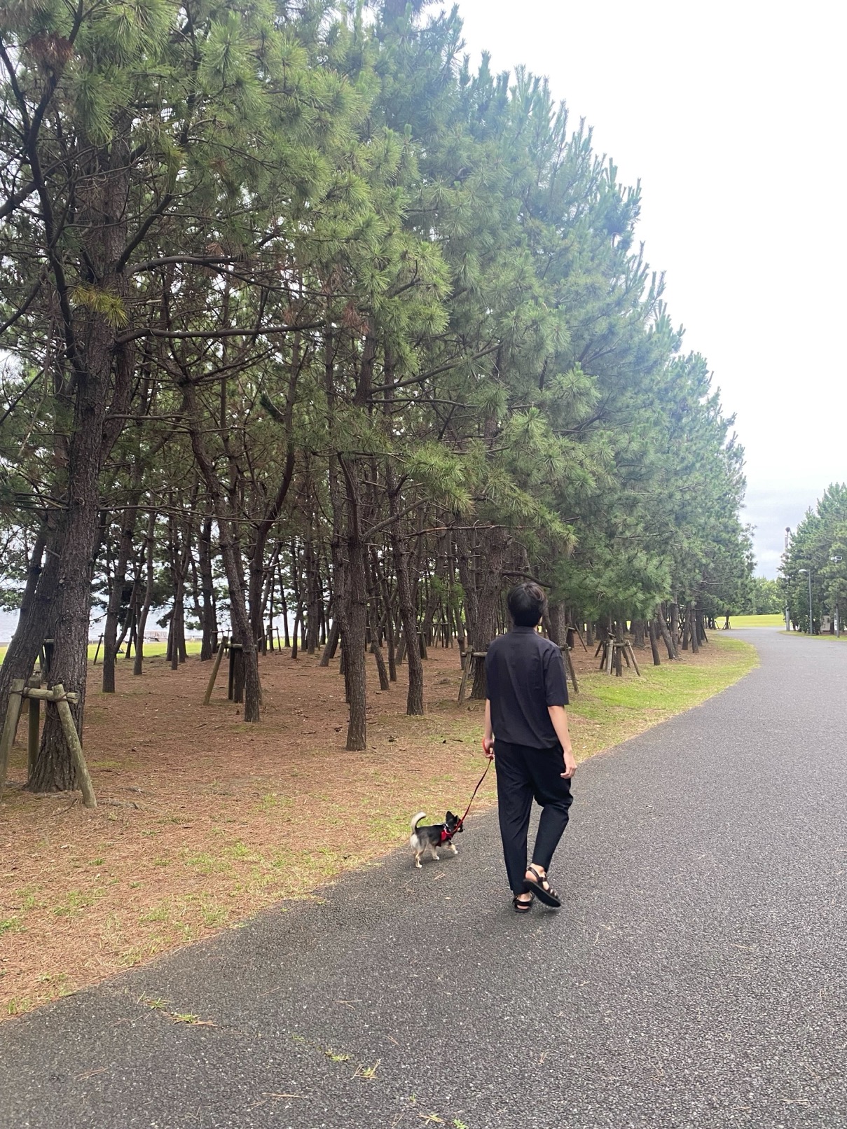 愛犬と散歩する私